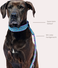 Bild in Galerie-Betrachter laden, Leine & Halsband "Lilac"