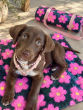 Bild in Galerie-Betrachter laden, Hundedecke Flower