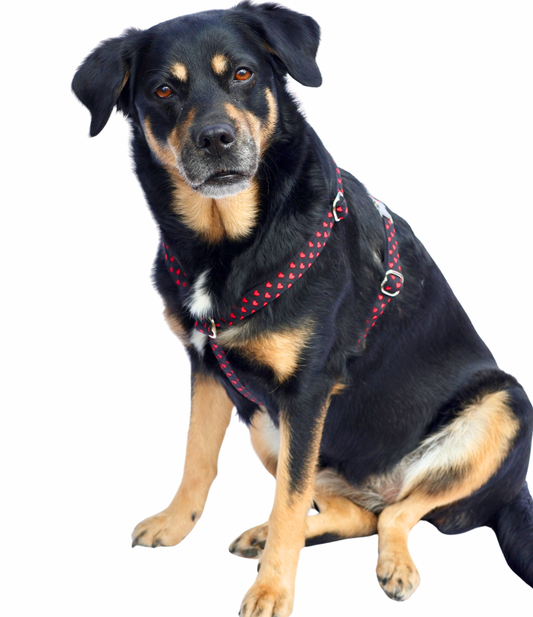 Hundegeschirr "Herzi"