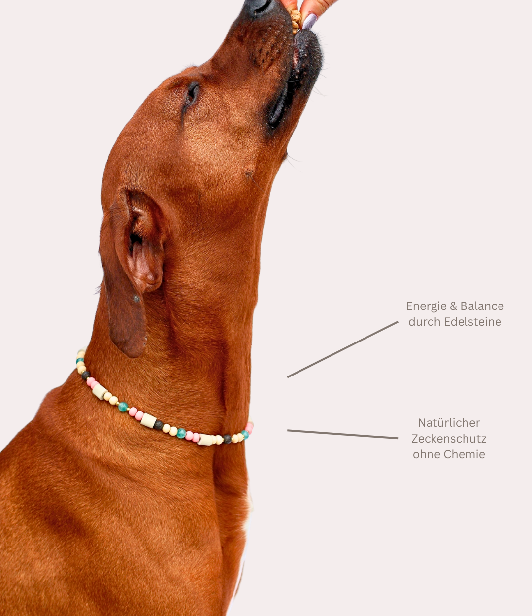 Hundekette mit Mikroorganismen gegen Zecken