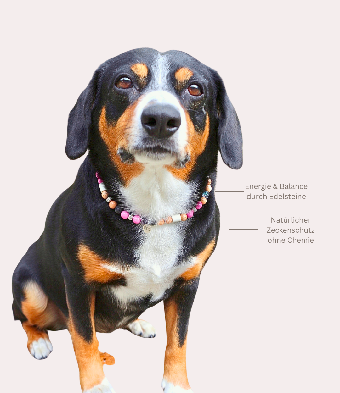 Hundekette mit Mikroorganismen gegen Zecken