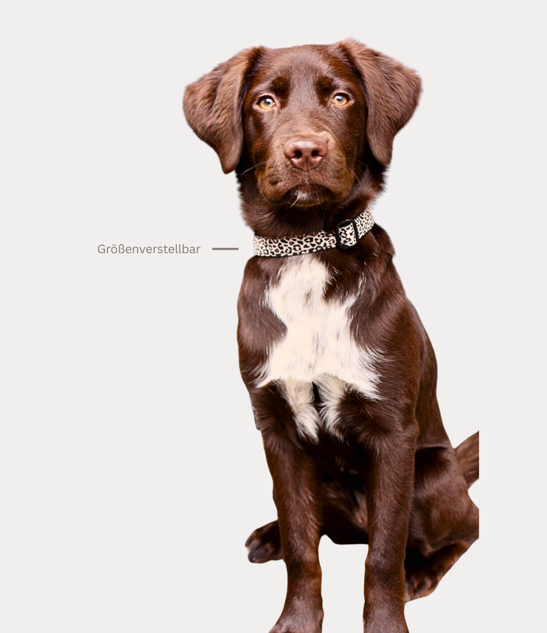 Handgefertigtes Hundehalsband 