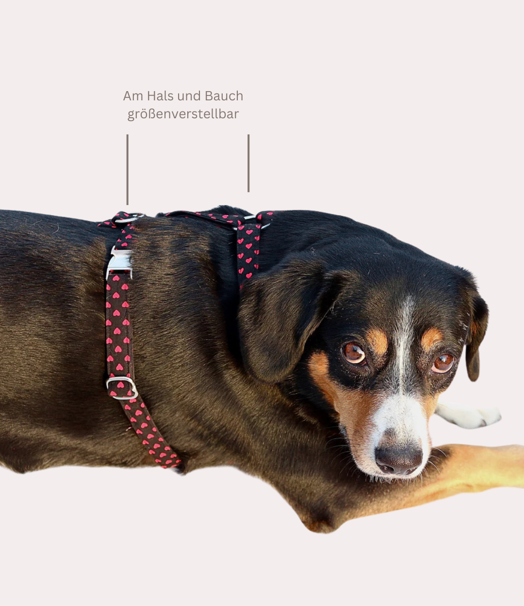 Hundegeschirr "Herzi"