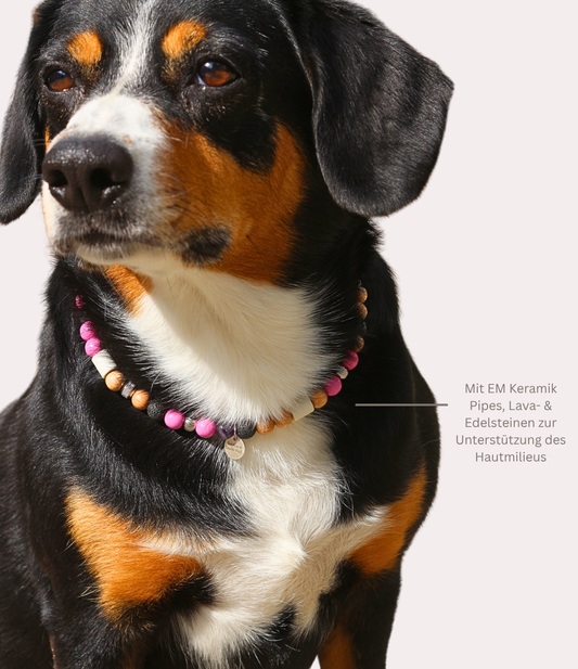 Hundekette mit Mikroorganismen gegen Zecken