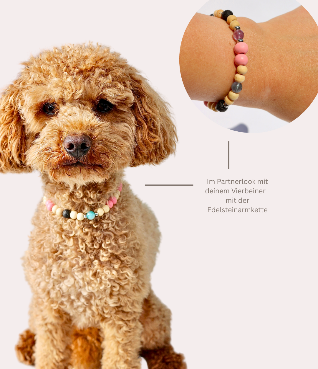 Hundekette mit Mikroorganismen gegen Zecken