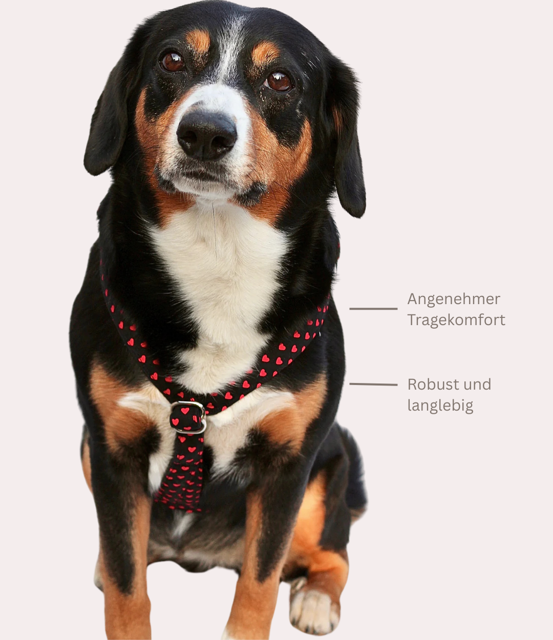 Hundegeschirr "Herzi"