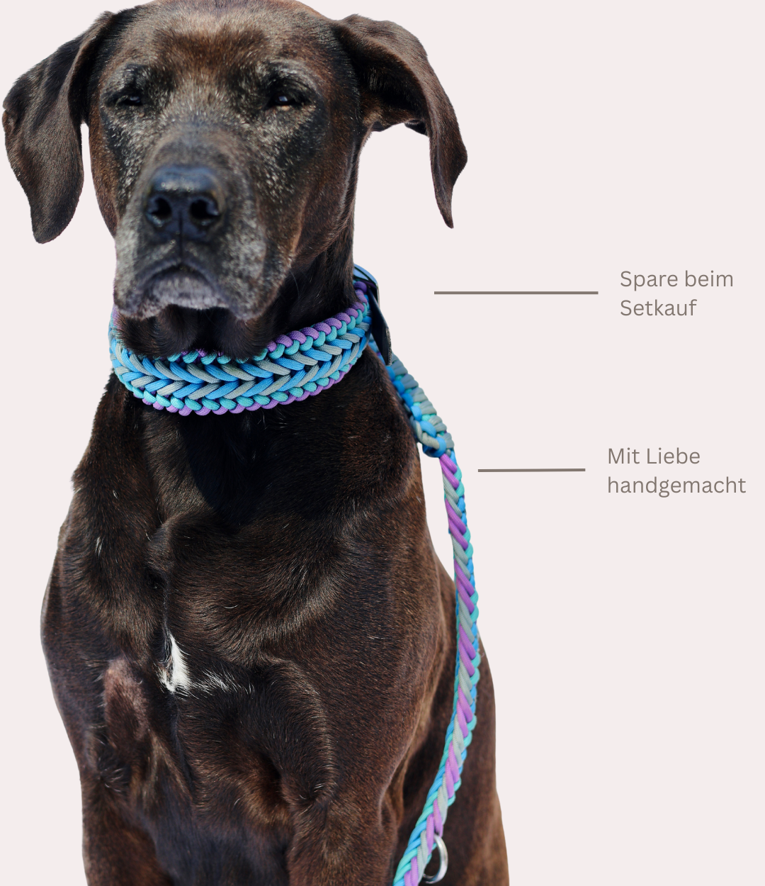 Leine & Halsband "Lilac"