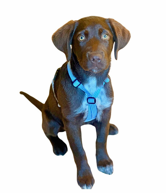 Hundegeschirr "Bayrisch"