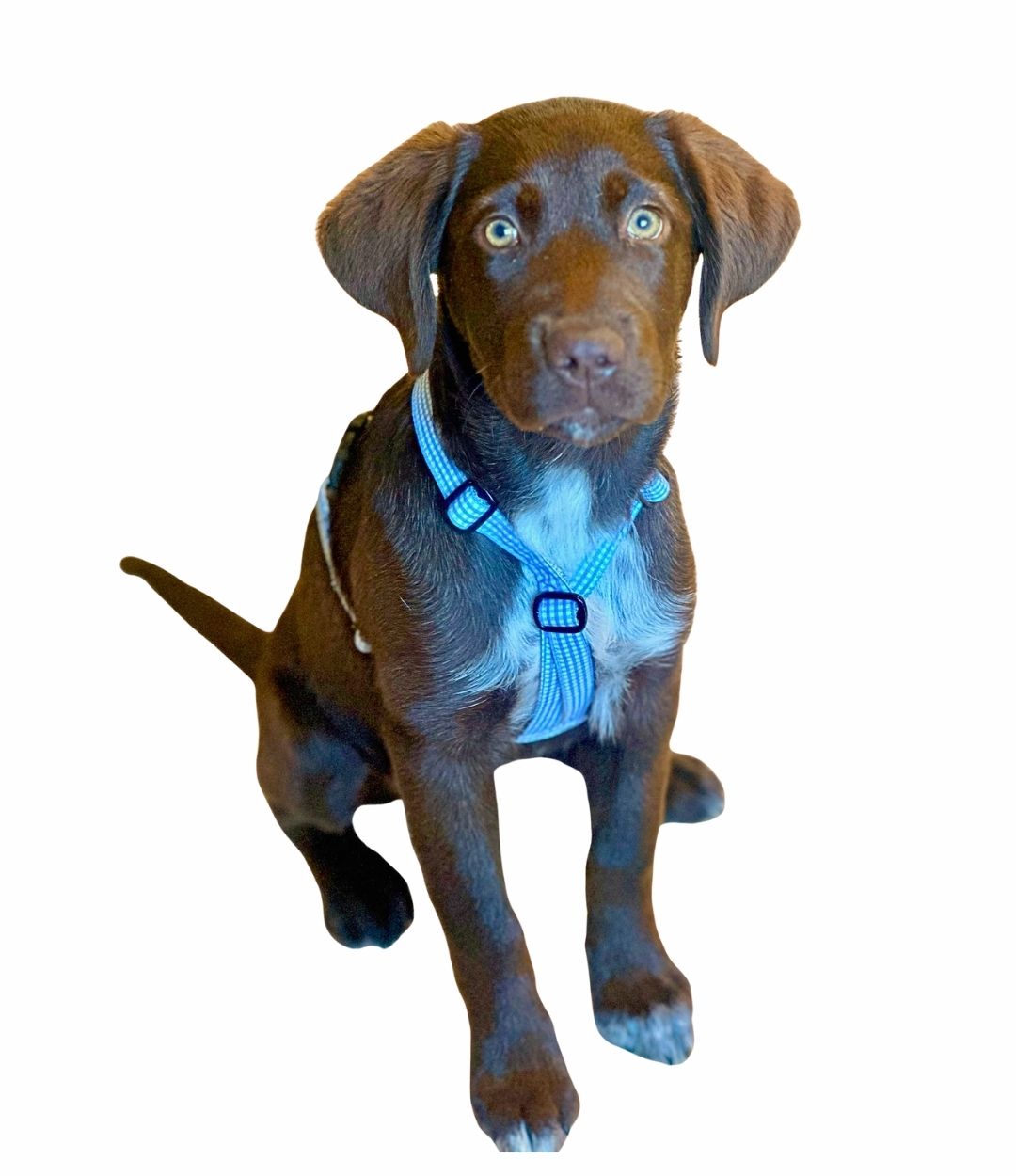 Hundegeschirr "Bayrisch"