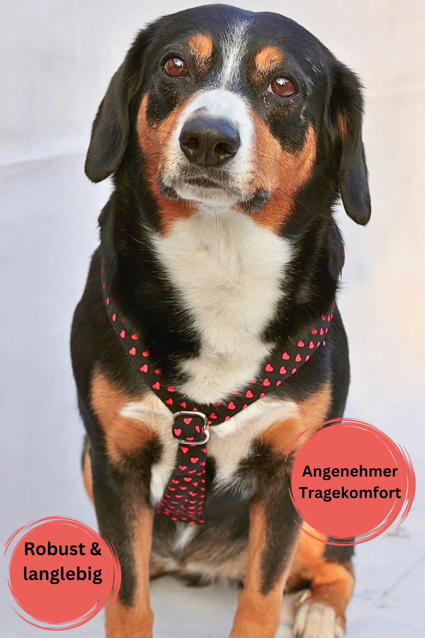Hundegeschirr "Herzi"