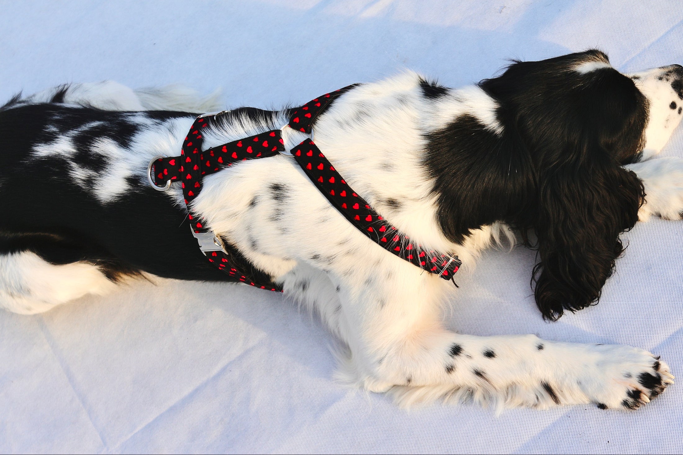 Hundegeschirr "Herzi"