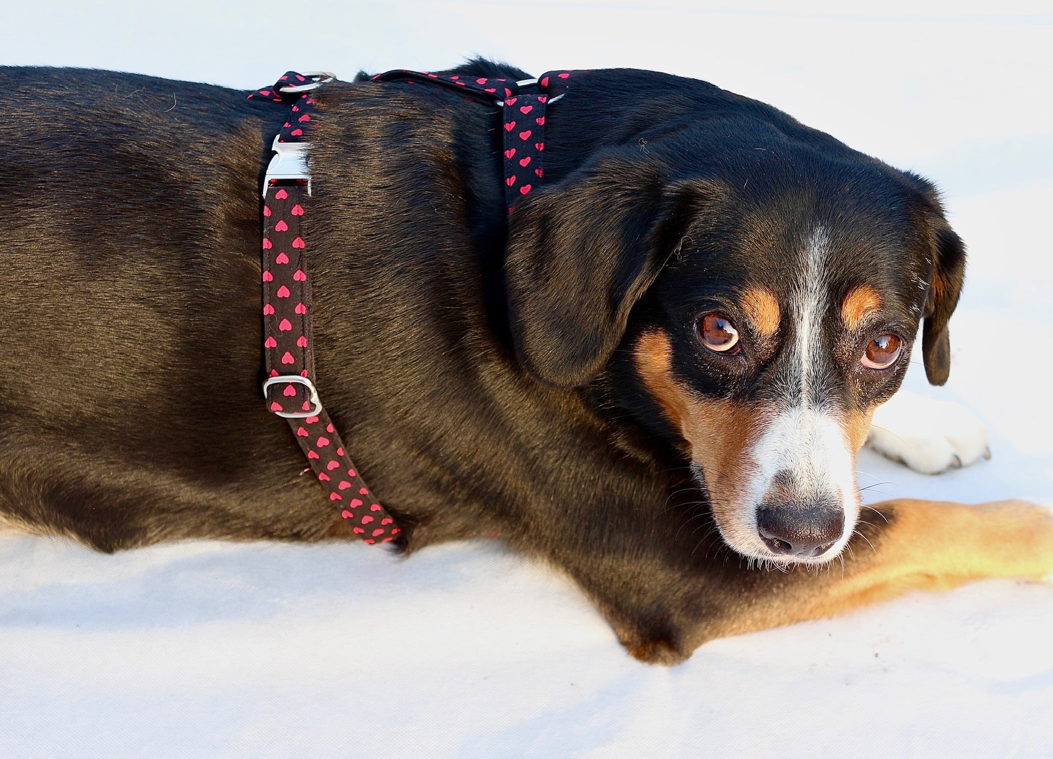 Hundegeschirr "Herzi"
