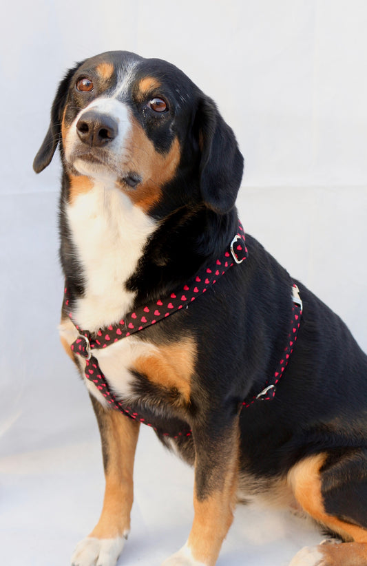 Hundegeschirr "Herzi"