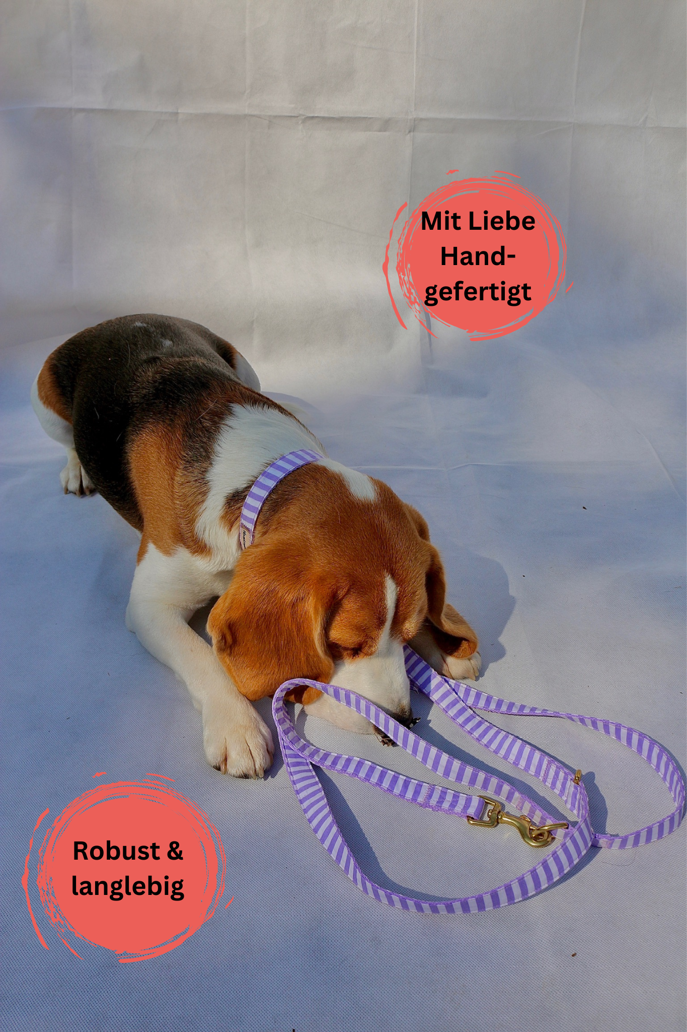 Leine & Halsband "Loko"