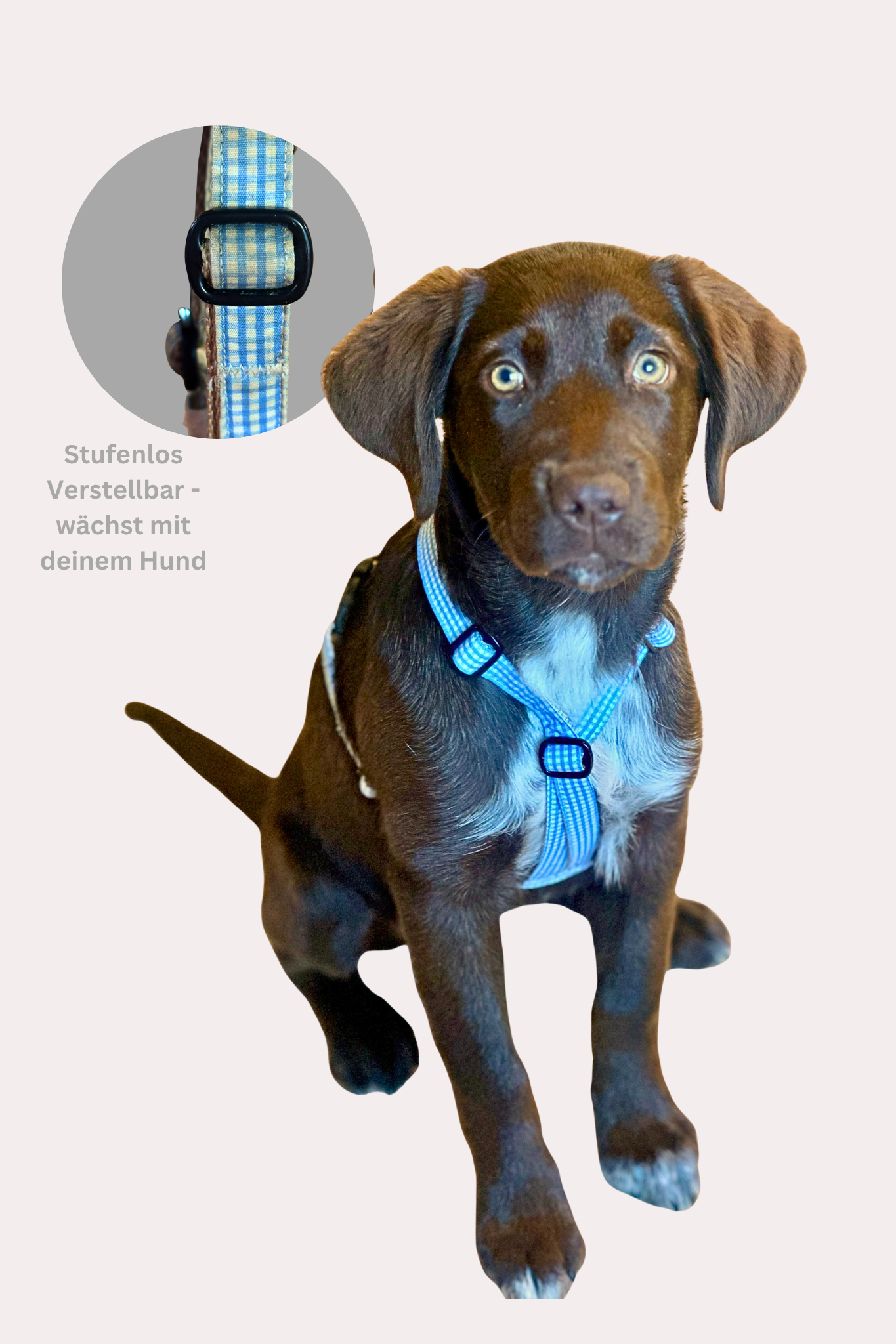 Hundegeschirr "Bayrisch"