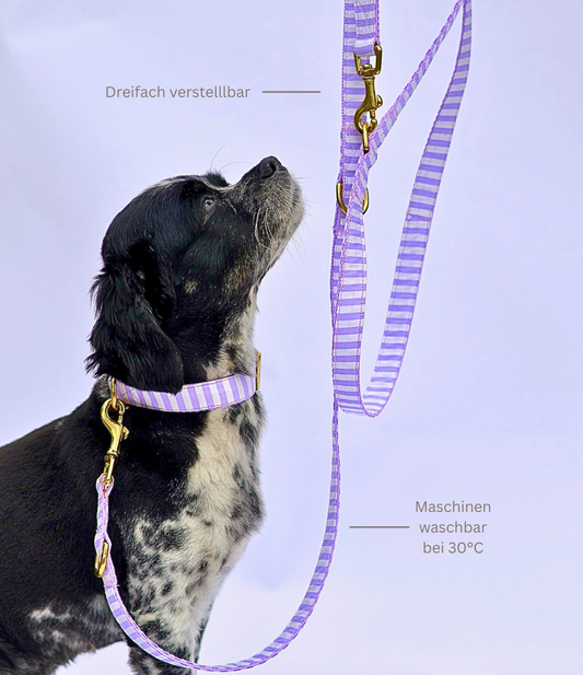 Leine & Halsband "Loko"