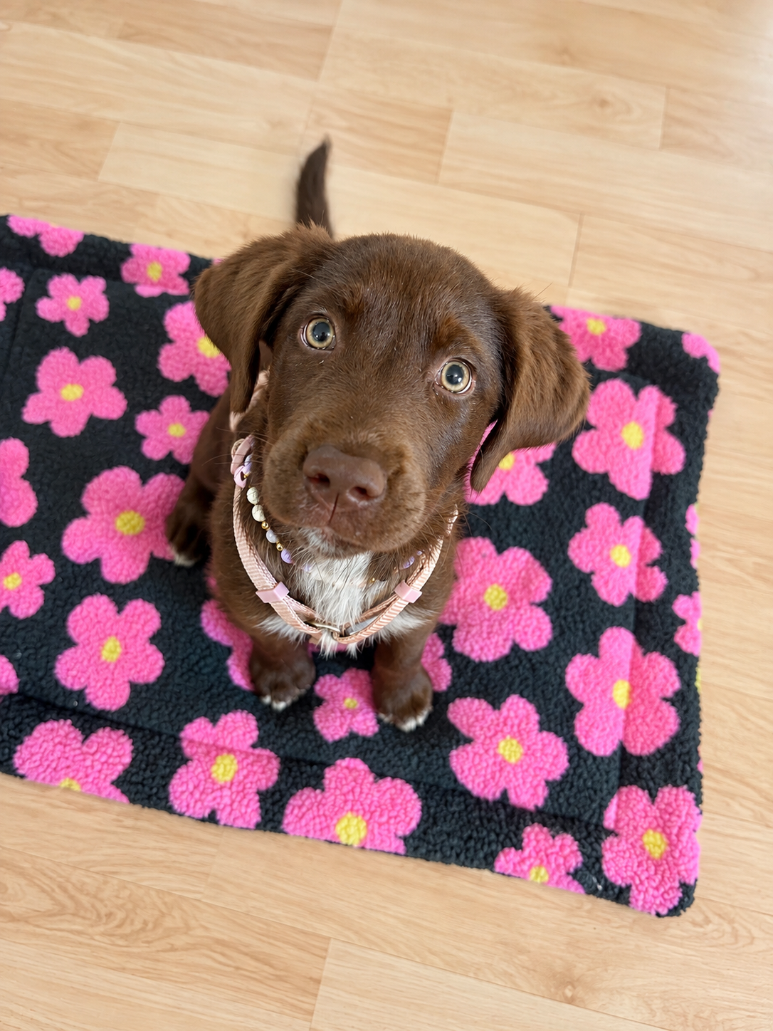 Hundedecke Flower